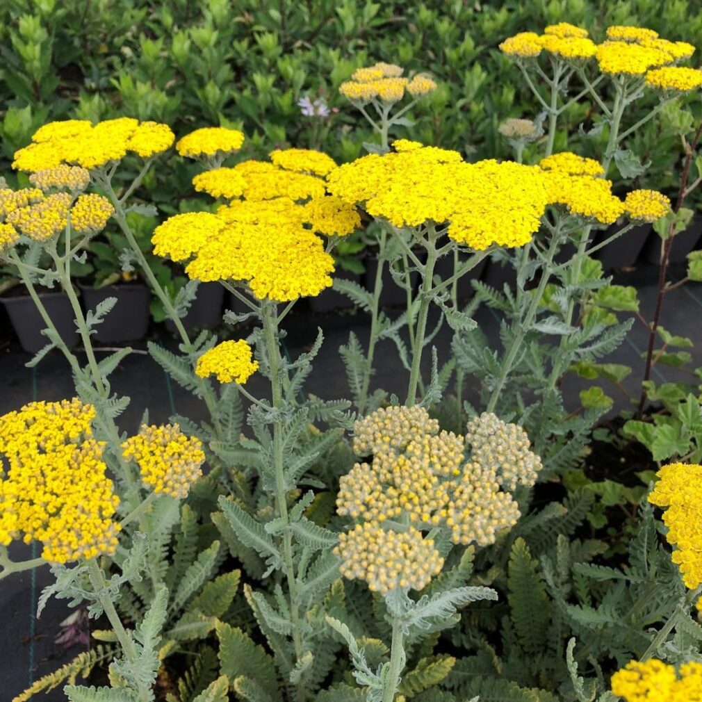 Achillea 'Moonshine' (Duizendblad)