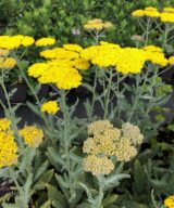 Achillea 'Moonshine' (Duizendblad)