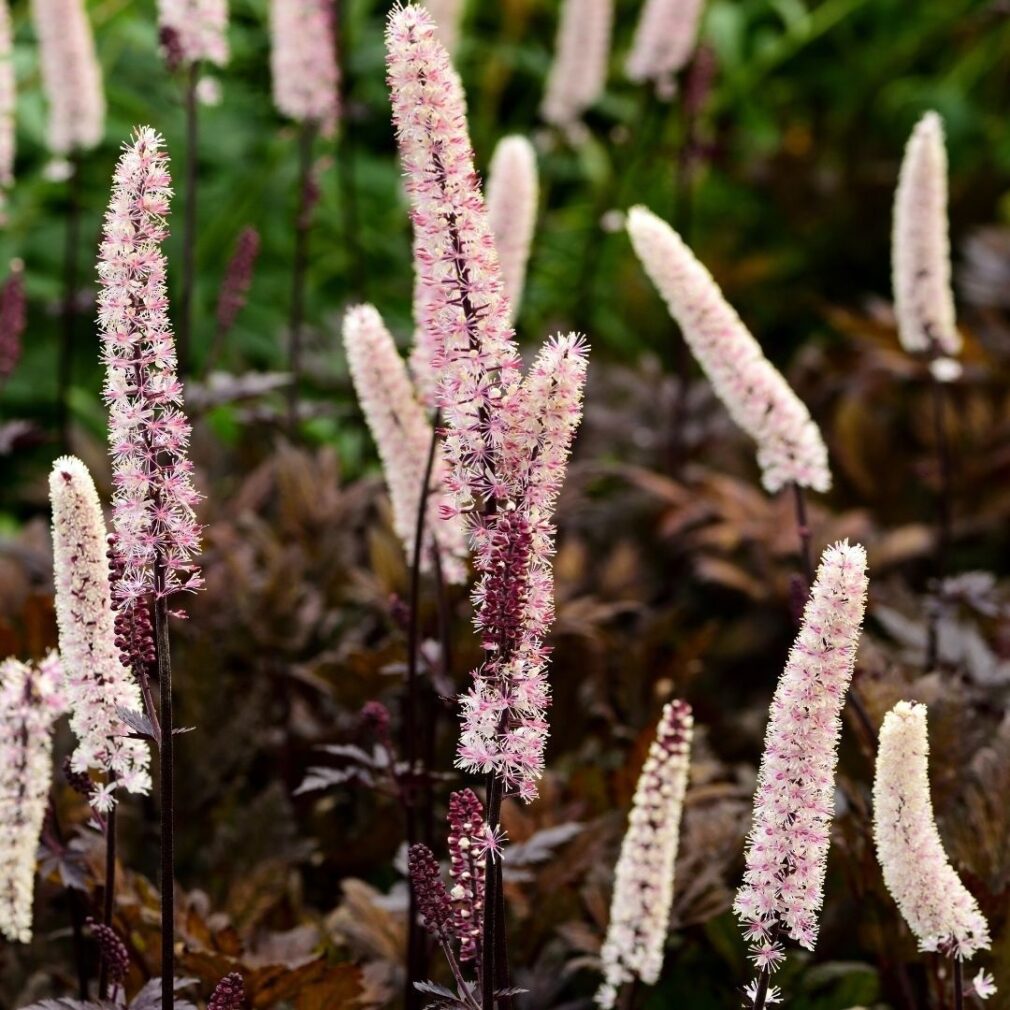 Actaea simplex 'Pink Spike' (Zilverkaars)