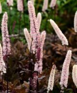 Actaea simplex 'Pink Spike' (Zilverkaars)