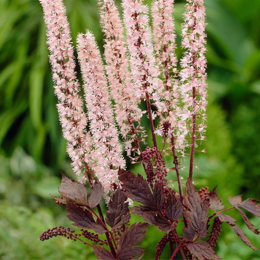 Actaea simplex 'Pink Spike' (Zilverkaars)