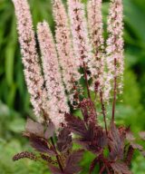 Actaea simplex 'Pink Spike' (Zilverkaars)