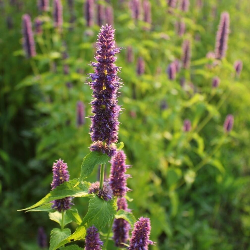 Agastache 'Purple Haze' (Dropplant)