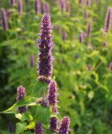 Agastache 'Purple Haze' (Dropplant)