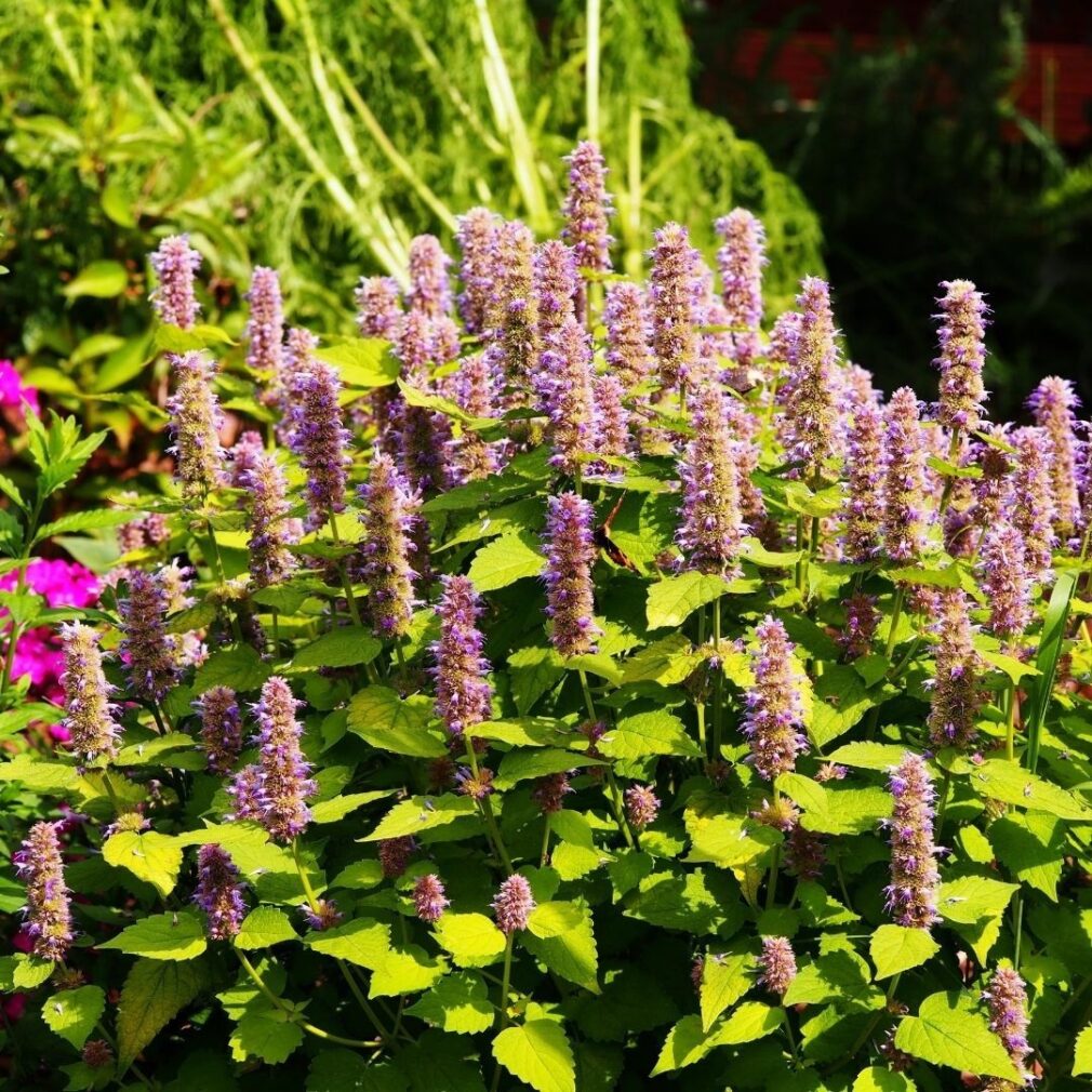 Agastache 'Purple Haze' (Dropplant)