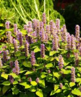 Agastache 'Purple Haze' (Dropplant)