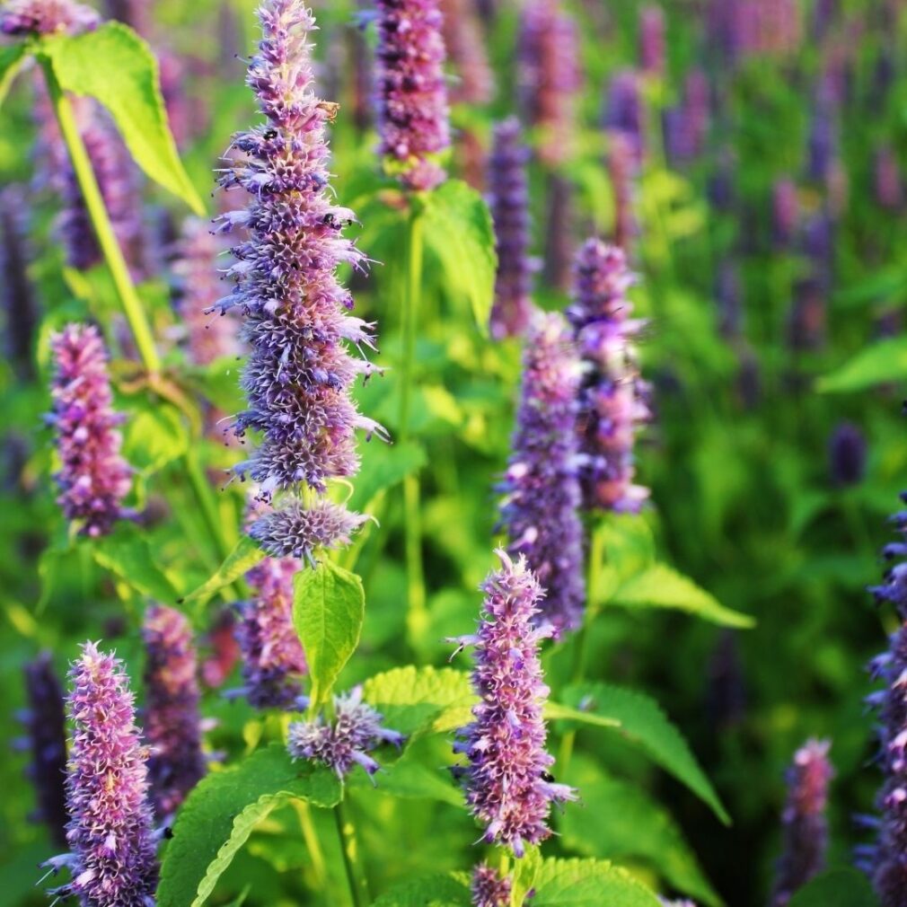 Agastache 'Purple Haze' (Dropplant)