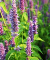 Agastache 'Purple Haze' (Dropplant)