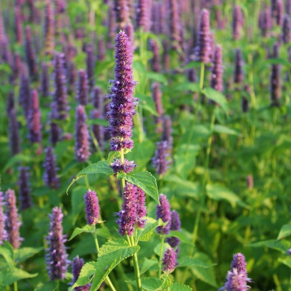 Agastache 'Purple Haze' (Dropplant)