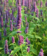 Agastache 'Purple Haze' (Dropplant)