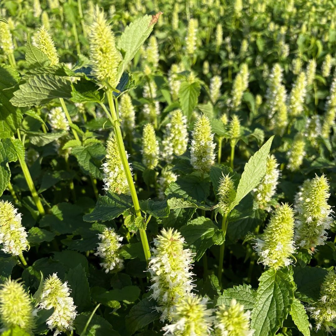 Agastache rugosa 'Alabaster' (Dropplant)