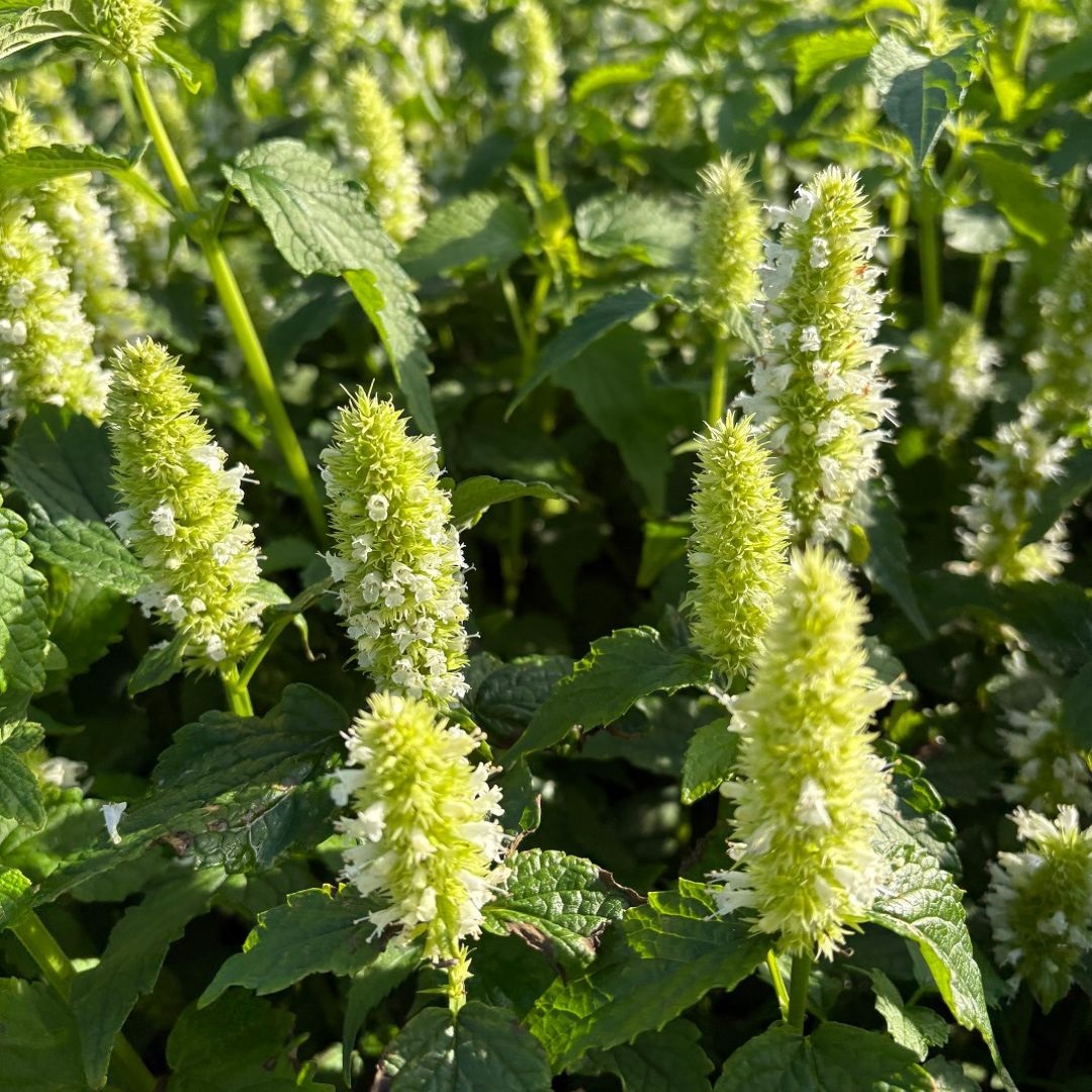 Agastache rugosa 'Alabaster' (Dropplant)