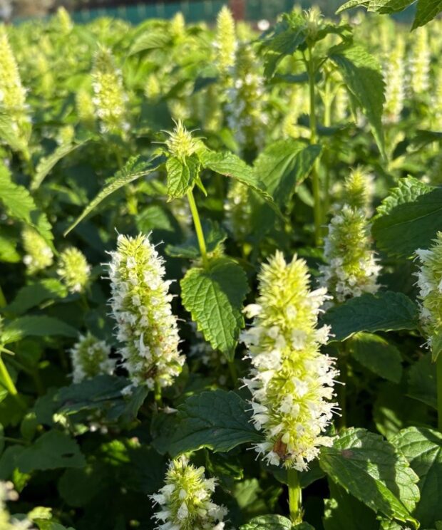 Agastache rugosa 'Alabaster' (Dropplant)