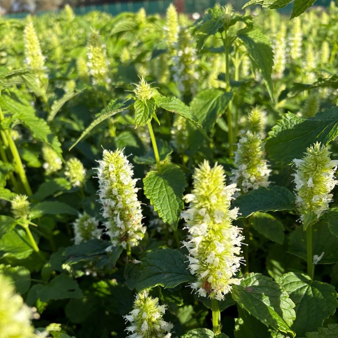 Agastache rugosa 'Alabaster' (Dropplant)