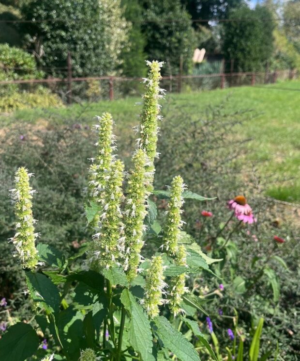Agastache rugosa 'Alabaster' (Dropplant)