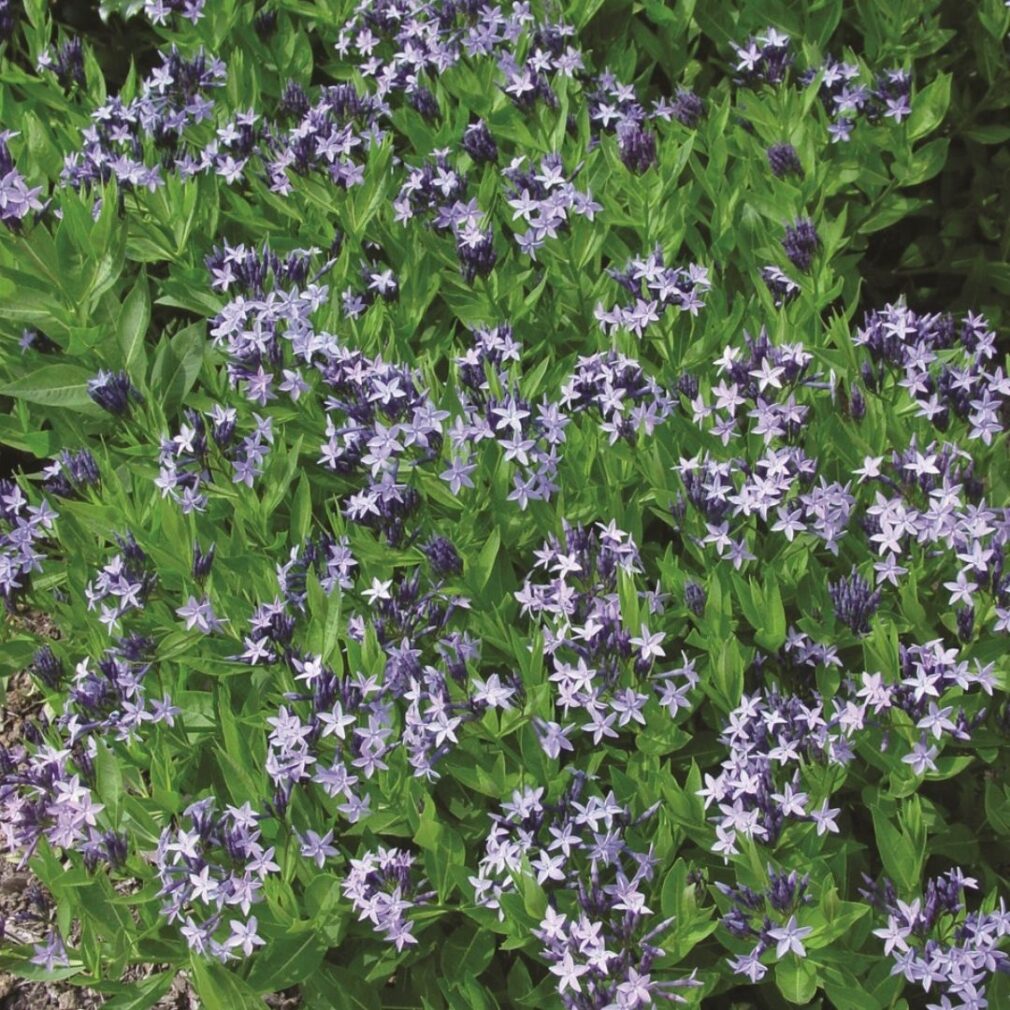 Amsonia 'Blue Ice' (Blauwe Ster)