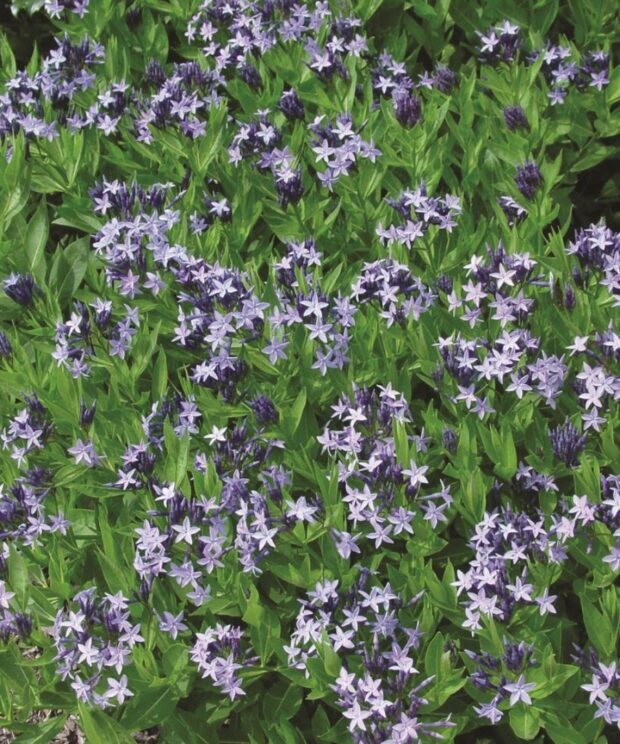 Amsonia 'Blue Ice' (Blauwe Ster)