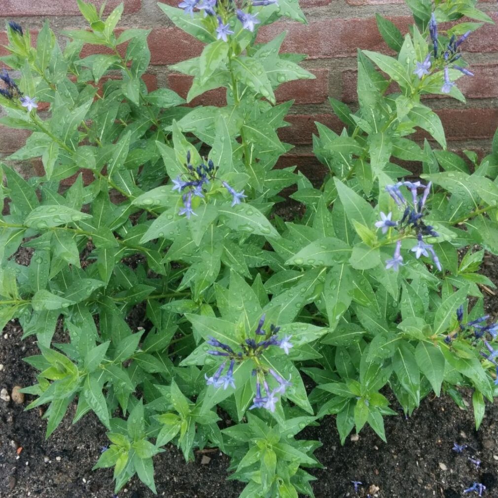 Amsonia 'Blue Ice' (Blauwe Ster)