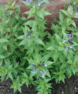 Amsonia 'Blue Ice' (Blauwe Ster)