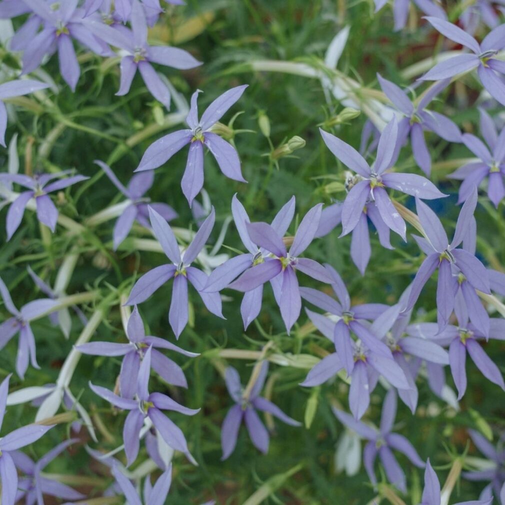 Amsonia 'Blue Ice' (Blauwe Ster)