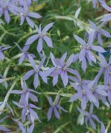 Amsonia 'Blue Ice' (Blauwe Ster)