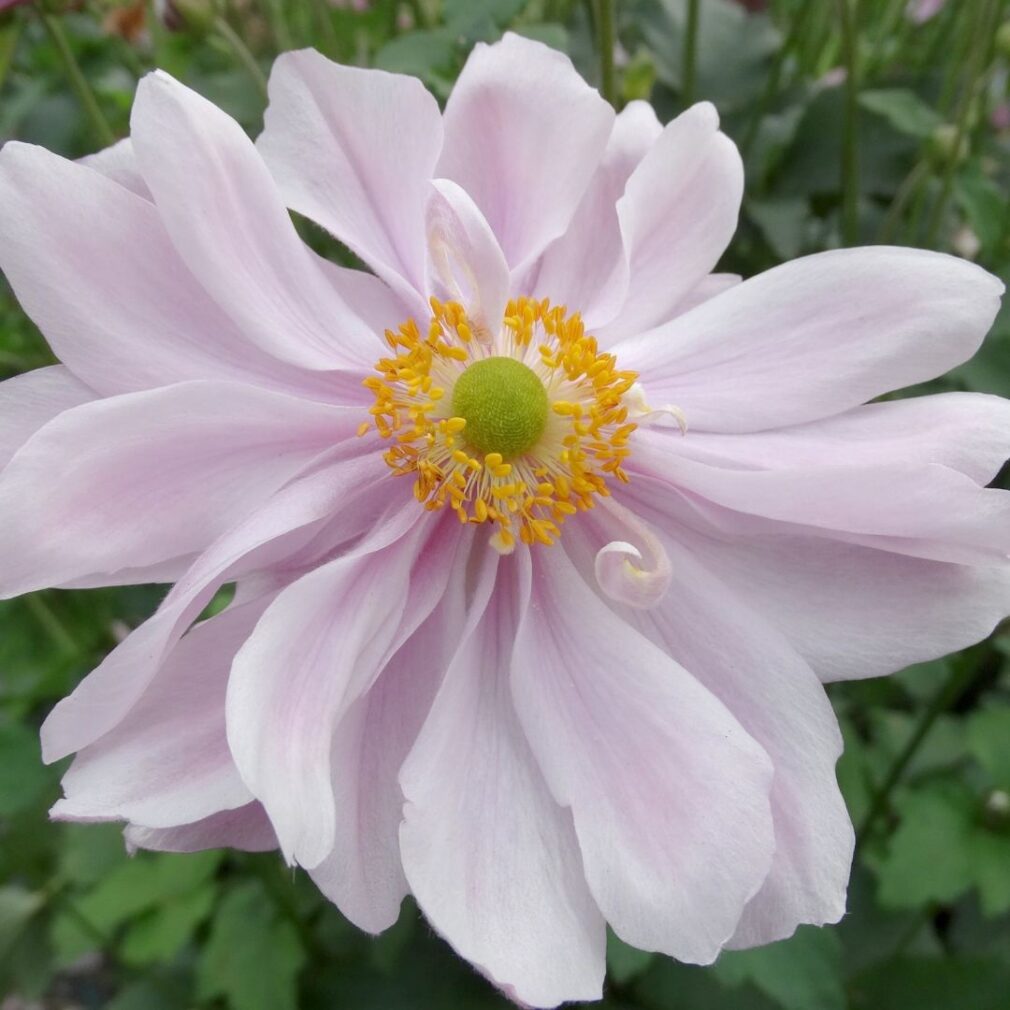 Anemone hybrida 'Mont-Rose' (Herfstanemoon)