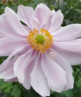 Anemone hybrida 'Mont-Rose' (Herfstanemoon)