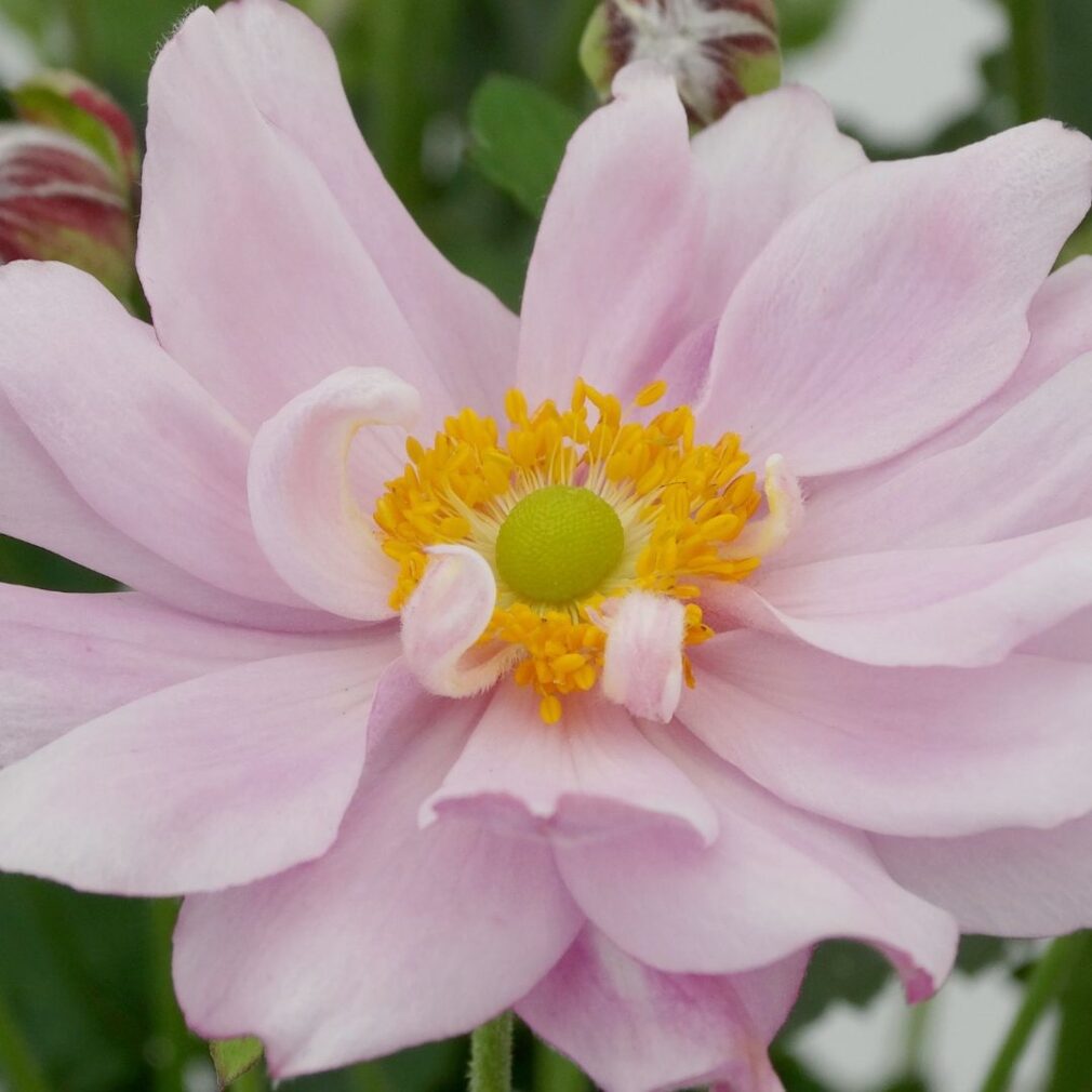 Anemone hybrida 'Mont-Rose' (Herfstanemoon)