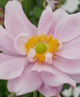 Anemone hybrida 'Mont-Rose' (Herfstanemoon)