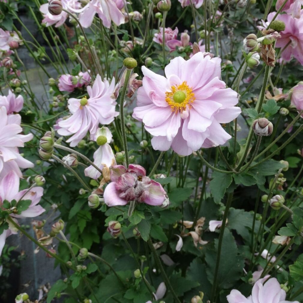 Anemone hybrida 'Mont-Rose' (Herfstanemoon)