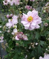 Anemone hybrida 'Mont-Rose' (Herfstanemoon)