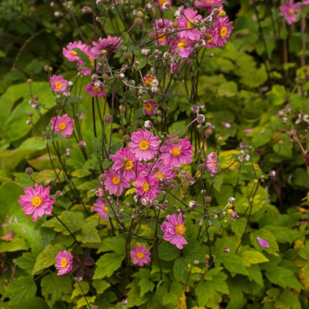 Anemone hybrida 'Pamina' (Herfstanemoon)