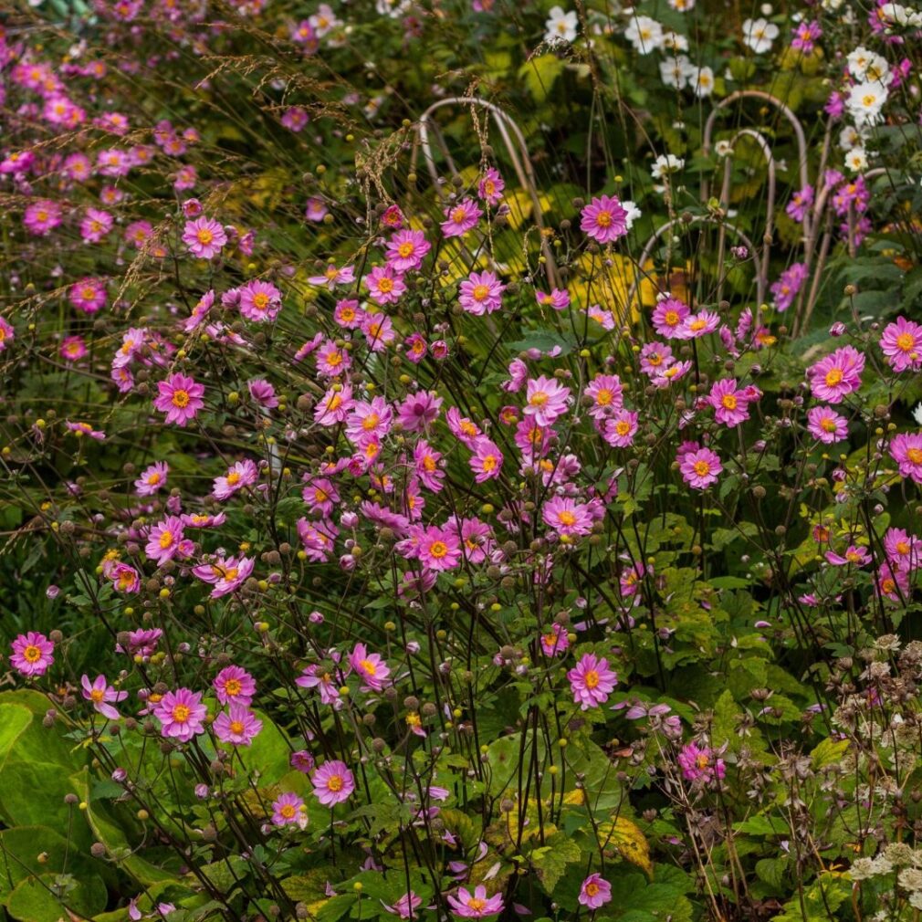 Anemone hybrida 'Pamina' (Herfstanemoon)