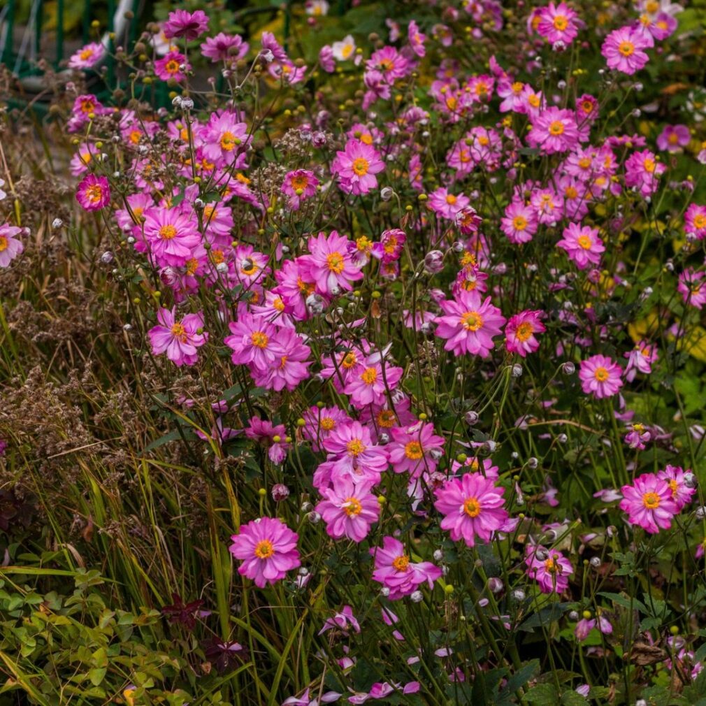 Anemone hybrida 'Pamina' (Herfstanemoon)