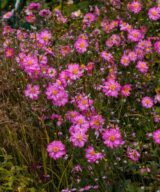 Anemone hybrida 'Pamina' (Herfstanemoon)