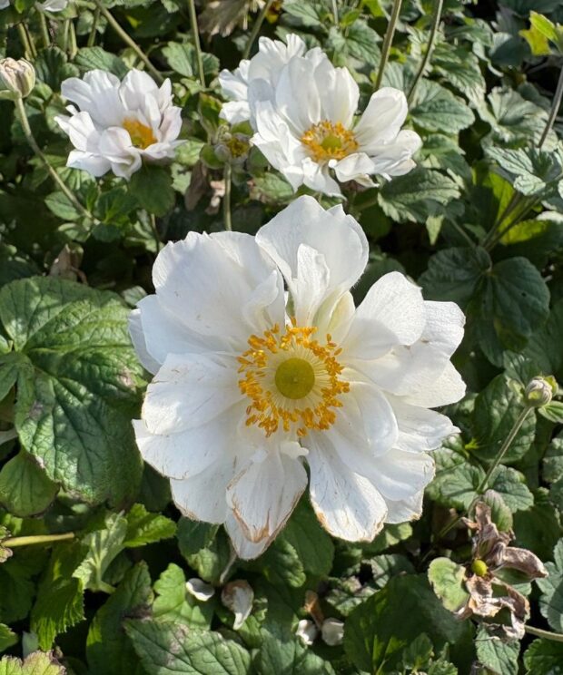Anemone hybrida 'Whirlwind' (Herfstanemoon)