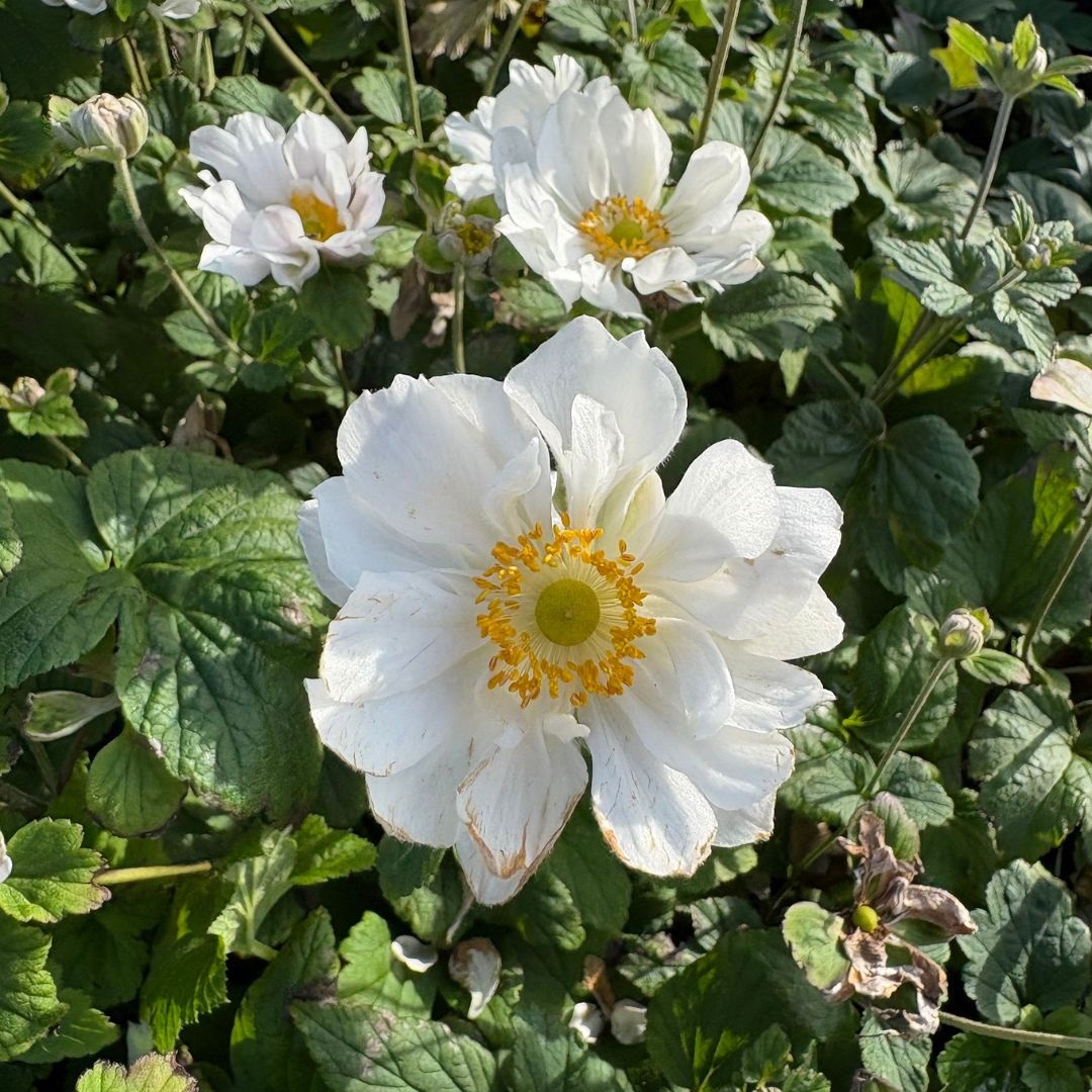 Anemone hybrida 'Whirlwind' (Herfstanemoon)