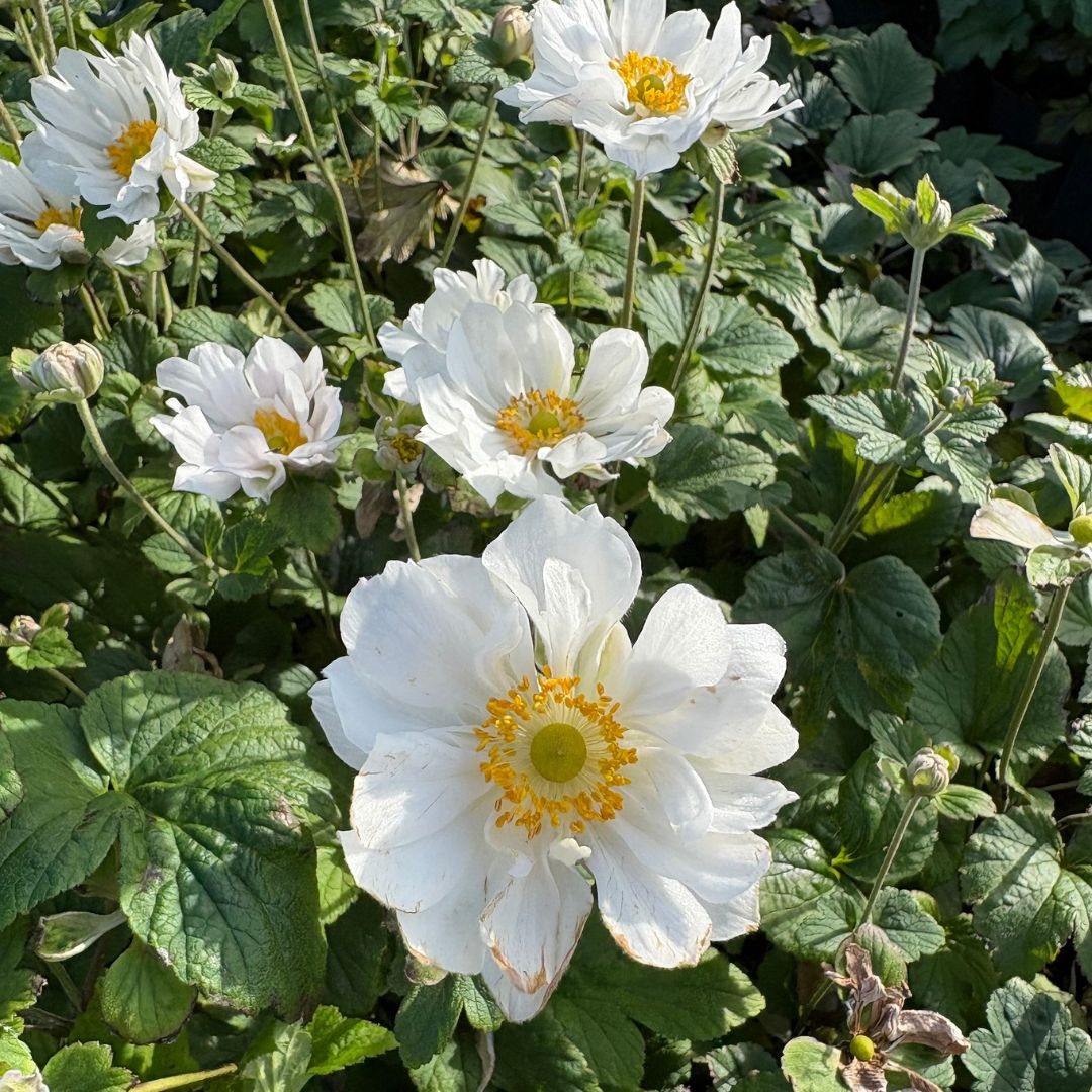 Anemone hybrida 'Whirlwind' (Herfstanemoon)