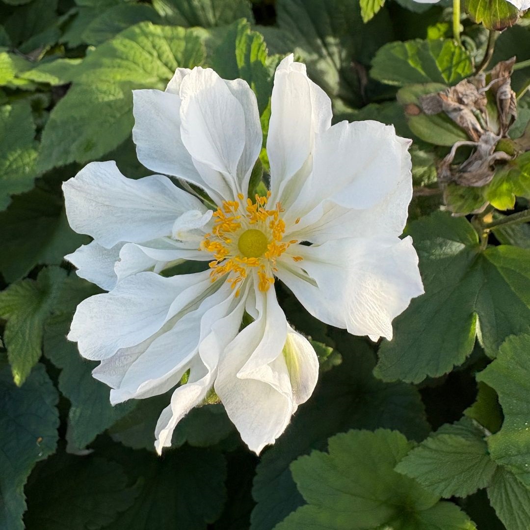 Anemone hybrida 'Whirlwind' (Herfstanemoon)