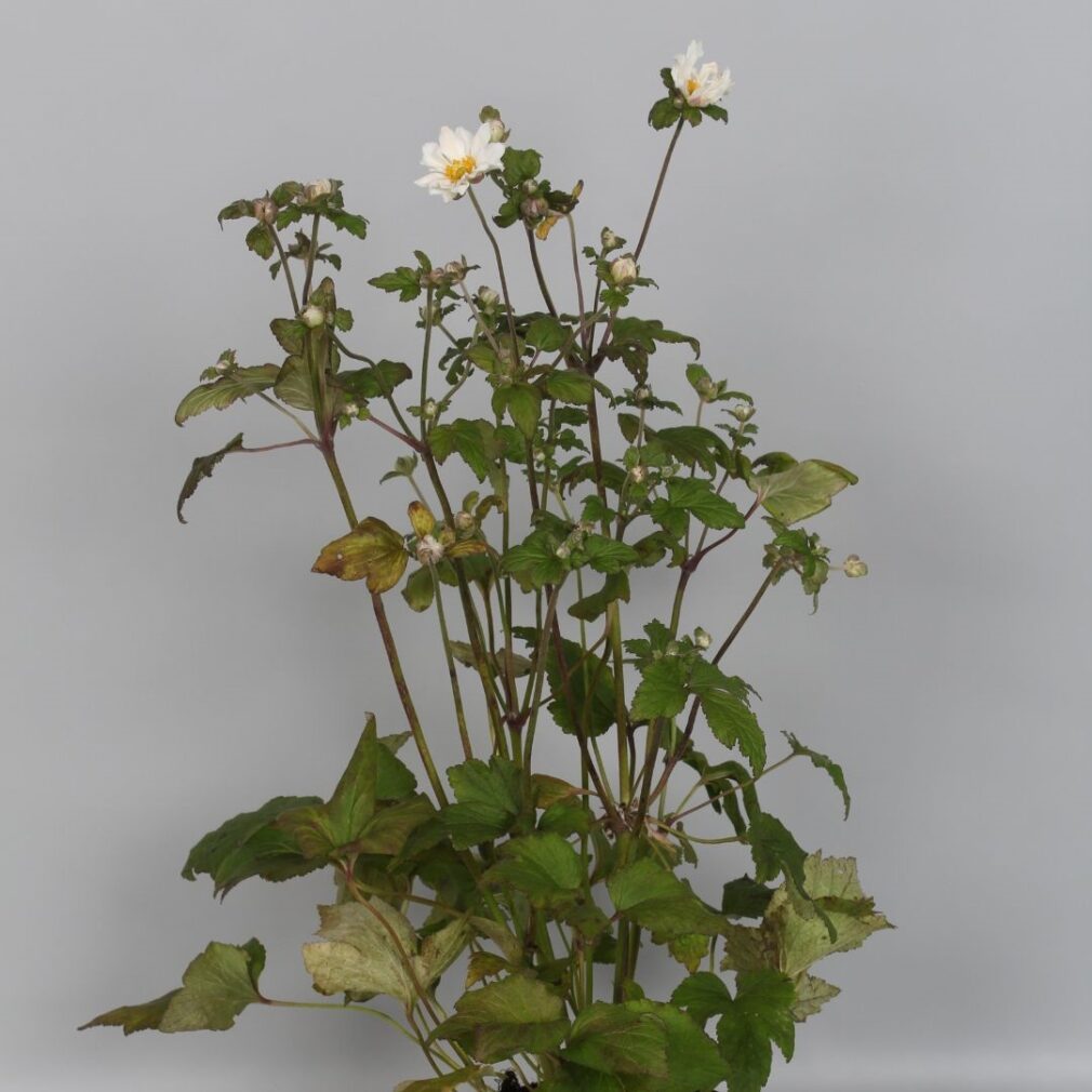 Anemone hybrida 'Whirlwind' (Herfstanemoon)