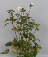 Anemone hybrida 'Whirlwind' (Herfstanemoon)