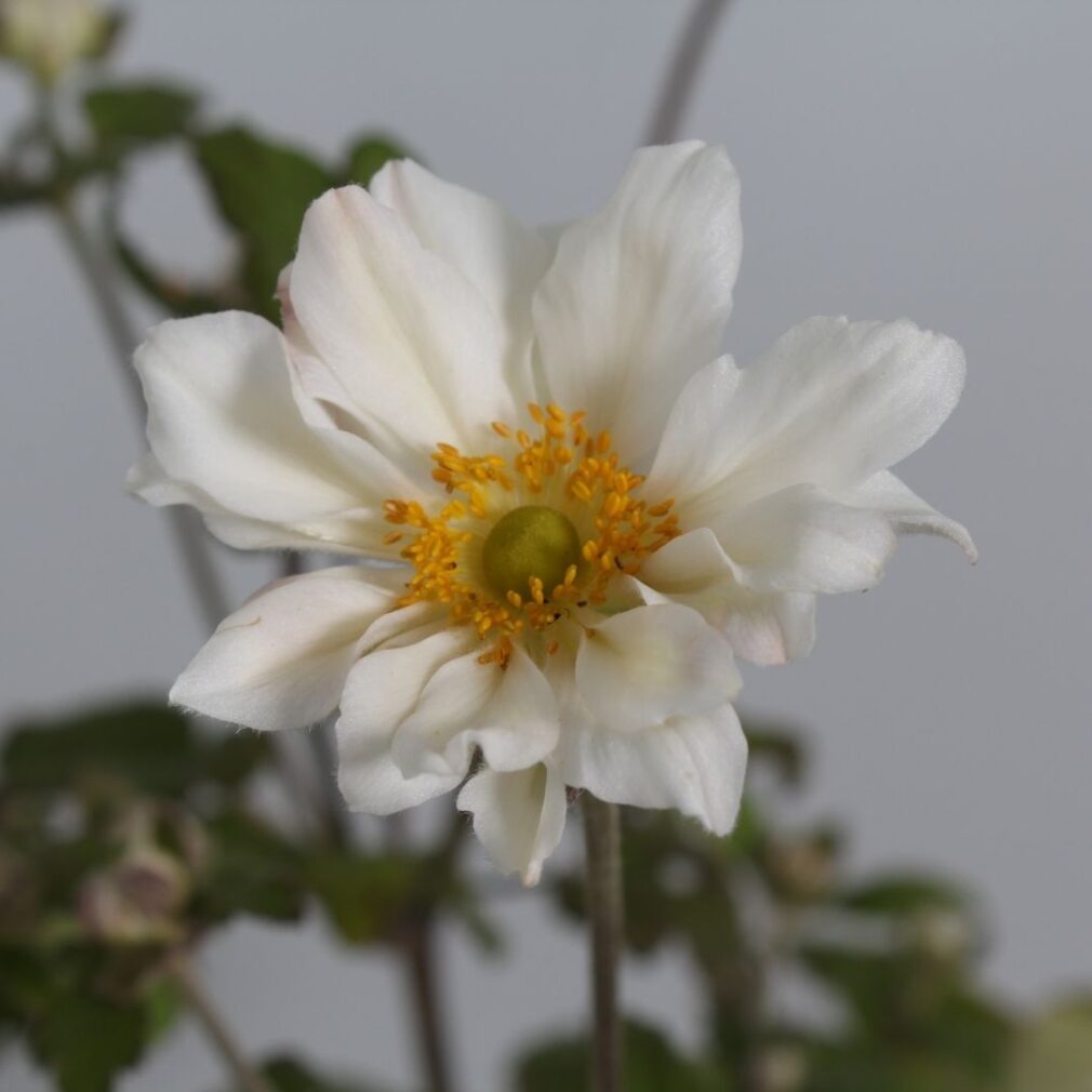 Anemone hybrida 'Whirlwind' (Herfstanemoon)