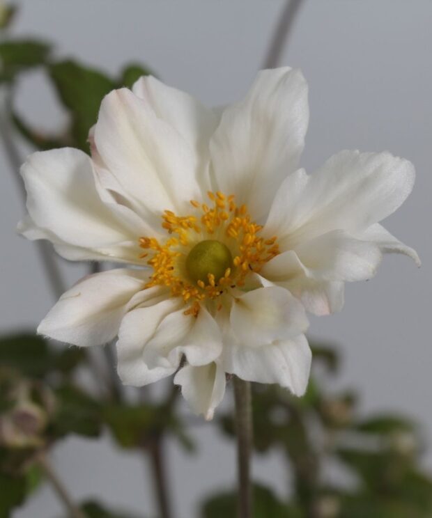 Anemone hybrida 'Whirlwind' (Herfstanemoon)