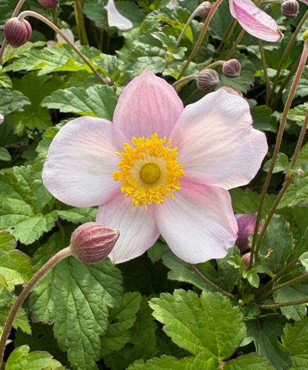 Anemone tomentosa 'Robustissima' (Herfstanemoon)