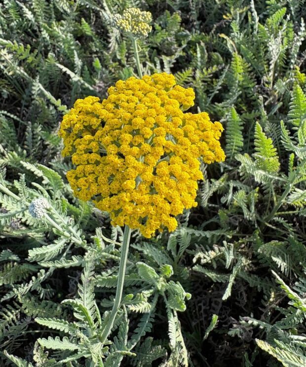 Achillea 'Coronation Gold' (Duizendblad)