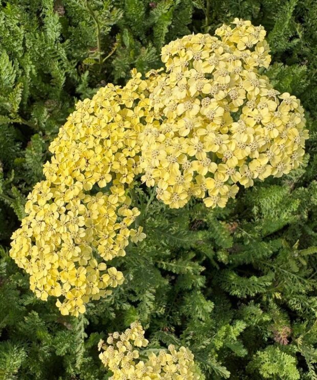 Achillea filipendulina 'Credo' (Duizendblad)
