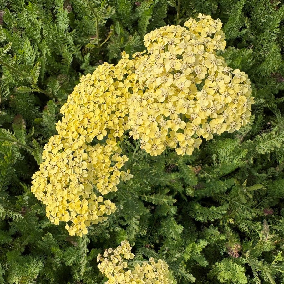 Achillea filipendulina 'Credo' (Duizendblad)