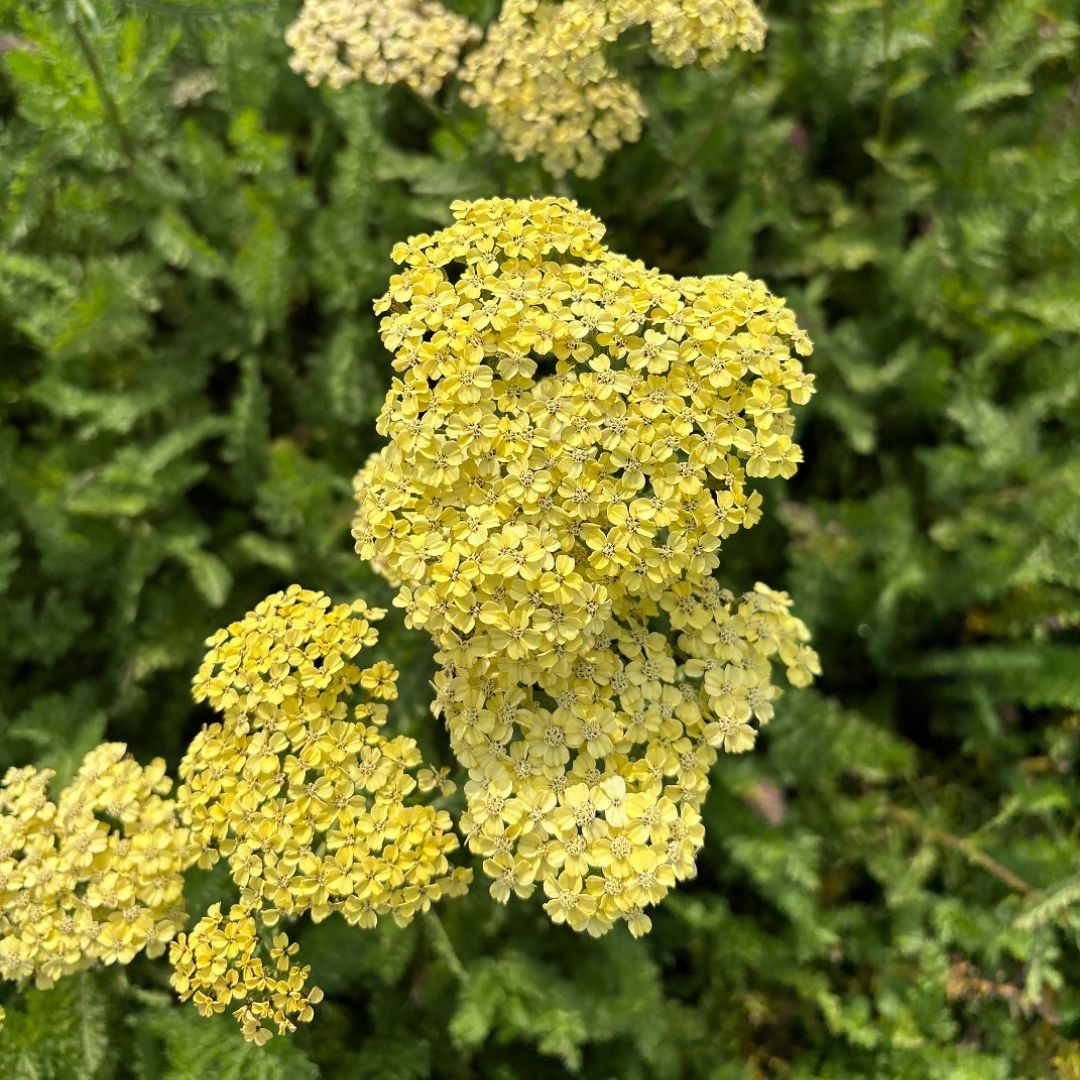 Achillea filipendulina 'Credo' (Duizendblad)