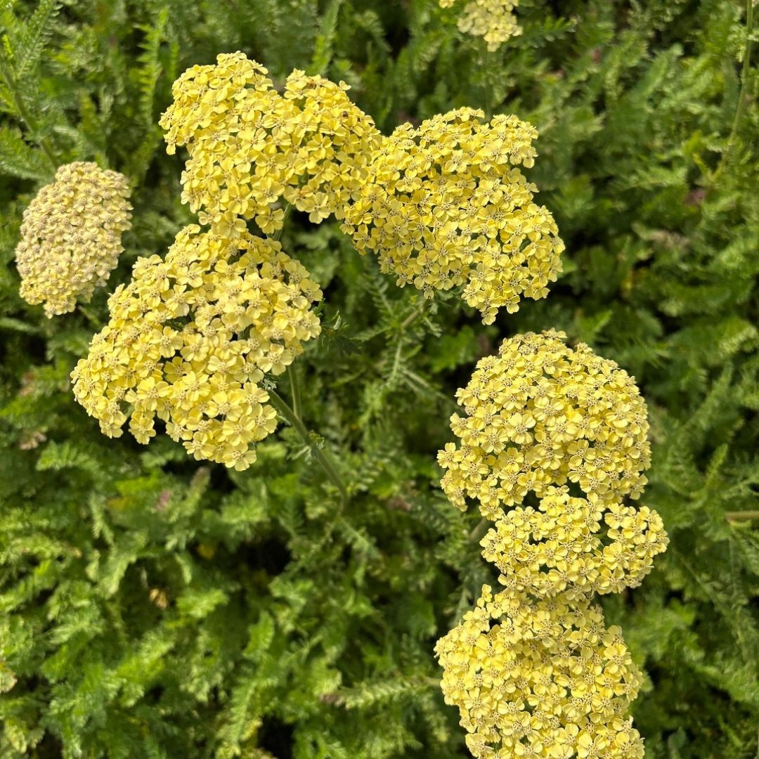 Achillea filipendulina 'Credo' (Duizendblad)