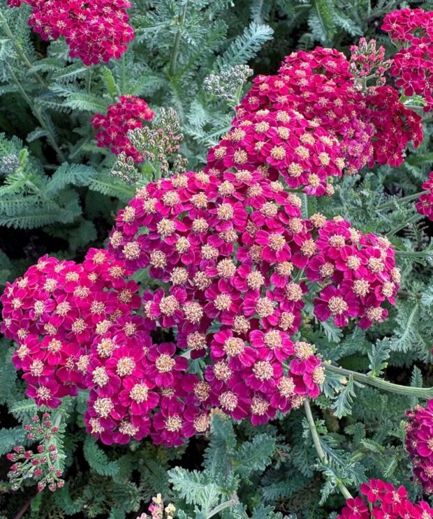 Achillea millefolium 'Red Velvet' (Duizendblad)